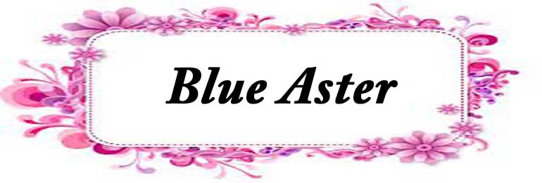 Blue Aster